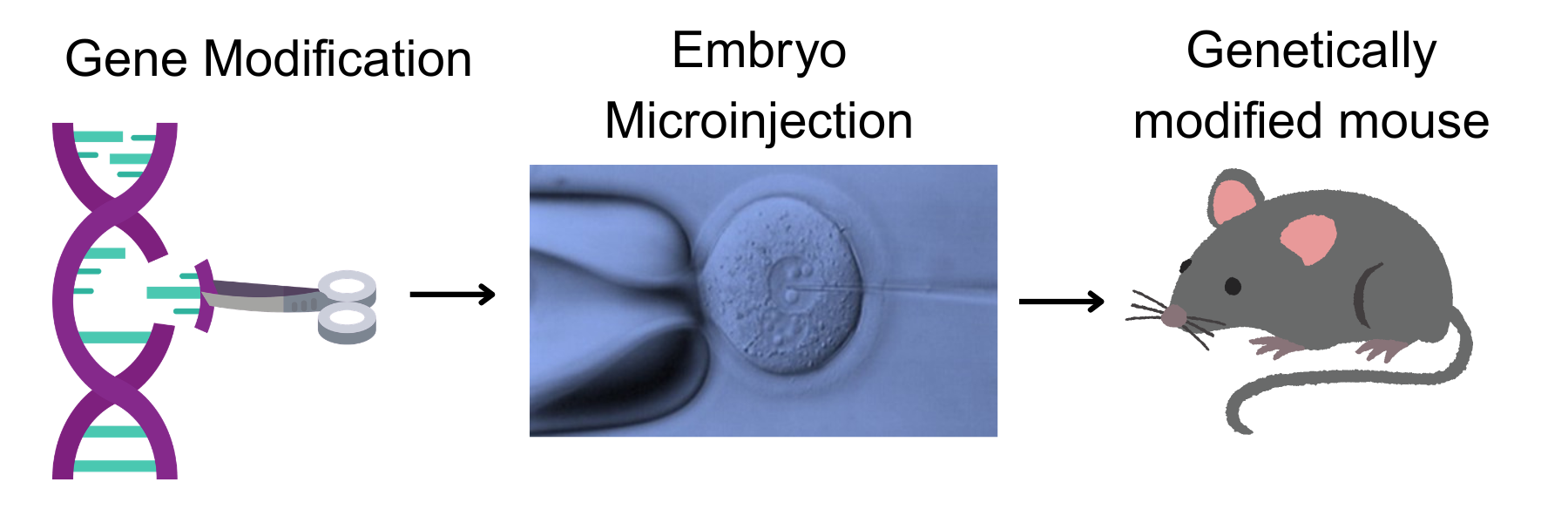 Simple infographic to highlight core services.