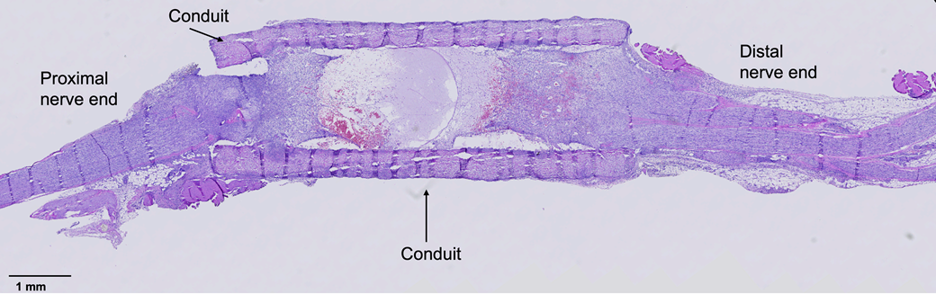 Histology image of a rat nerve